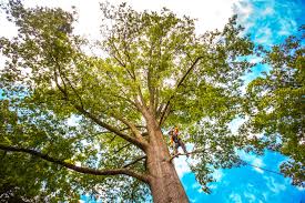 Best Arborist Consultation Services  in North Sea, NY