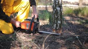Reliable North Sea, NY Tree Care Solutions