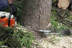 Best Lawn Pest Prevention  in North Sea, NY