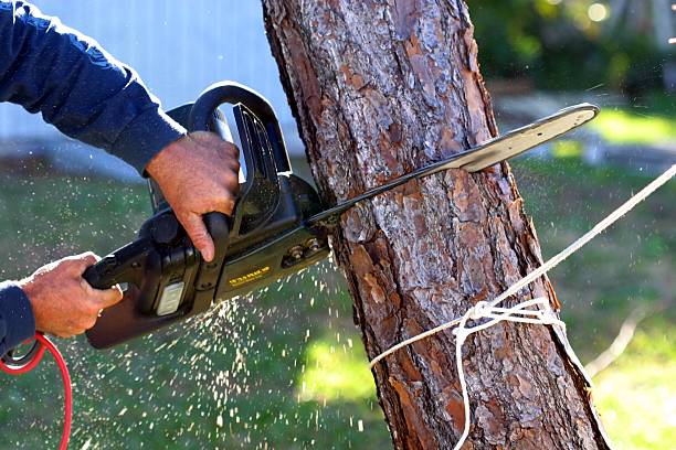 How Our Tree Care Process Works  in  North Sea, NY