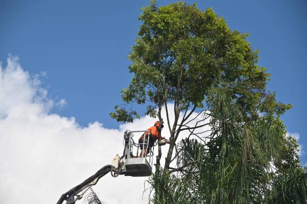 Best Lawn Disease Treatment  in North Sea, NY